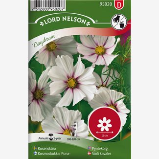 Rosenskära, Daydream