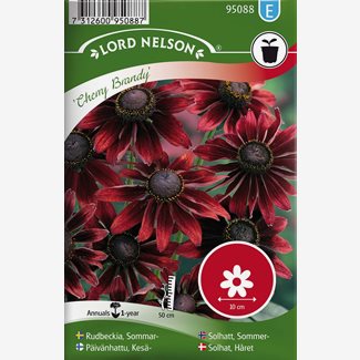 Rudbeckia, Sommar-, Cherry Brandy