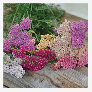 Röllika, Summer Pastels