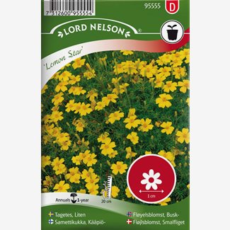 Tagetes