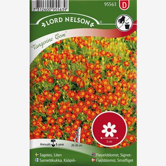 Tagetes, Liten, Tangerine Gem