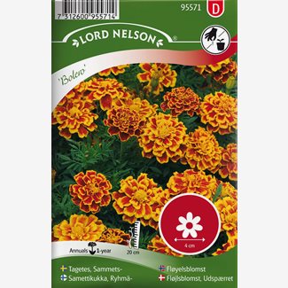Tagetes, Sammets-, Bolero
