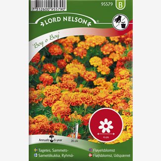 Tagetes, Sammets-, Boy o Boy
