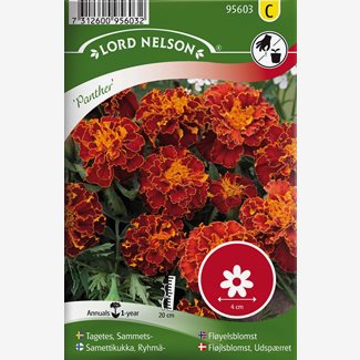 Tagetes, Sammets-, Panther