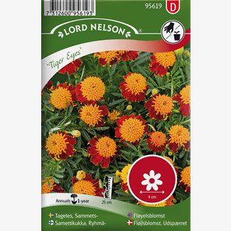 Tagetes, Sammets-, Tiger Eyes