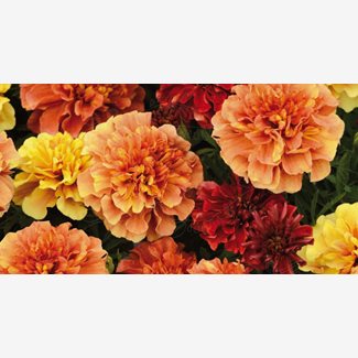Tagetes, Sammets, Strawberry Blonde