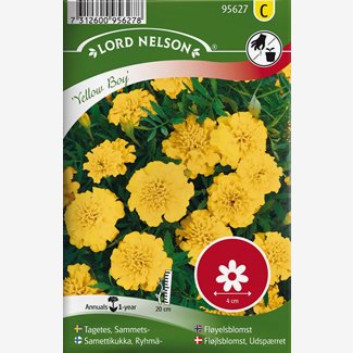 Tagetes, Sammets-, Yellow Boy