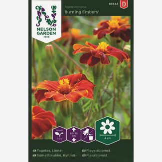 Tagetes, Linne-, Burning Embers
