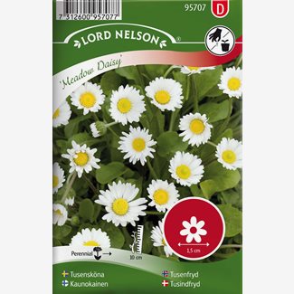 Tusensköna, Meadow Daisy, vildform, vit