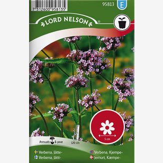 Verbena, Jätte-