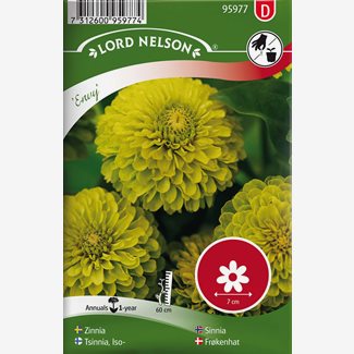 Zinnia