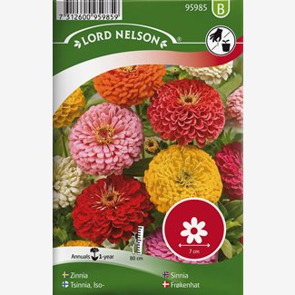 Zinnia, Hög, bl färger