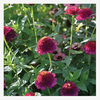 Zinnia, Cresto Violet