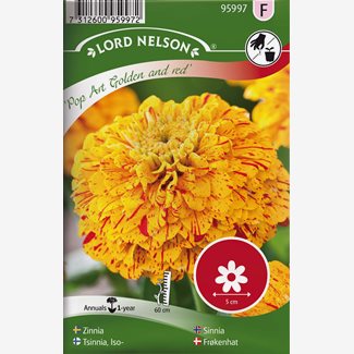 Zinnia, Pop Art Gold & Red