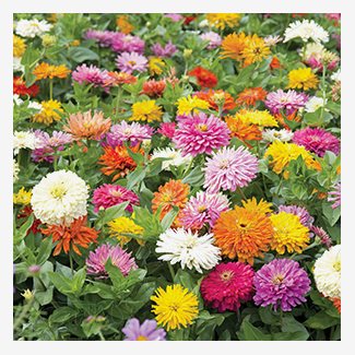 Zinnia, Takii´s Choice