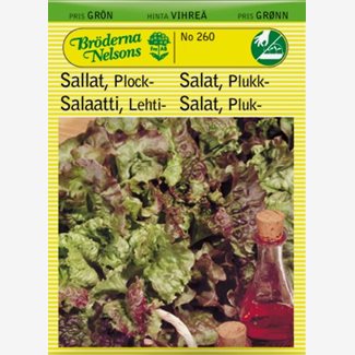 Sallat, plock, Amerikanischer brauner