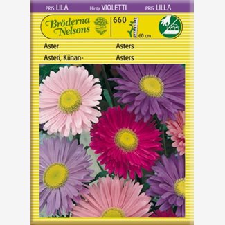 Aster, enkel, blandade färger
