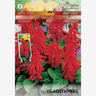 Salvia, Prakt Scarlet Queen