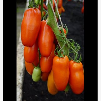 Tomat, Country Pozzano F1