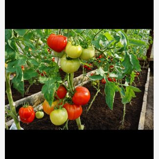 Tomat, Country taste