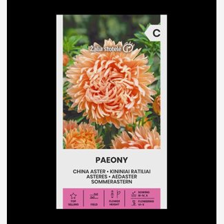 Aster, Pion Rosa