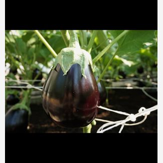 Aubergine, Agata F1