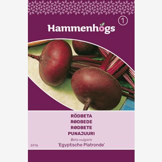 Rödbeta, Egyptisk plattrund