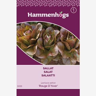 Sallat, Rouge D hiver