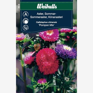 Aster pompon sommar
