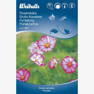 Rosenskära, rosa/vit, Picotee