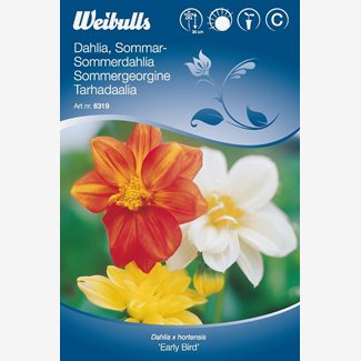 Dahlia sommar early bird