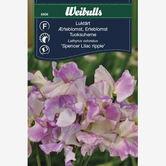 Luktärt, Spencer Lilac ripple