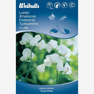 Luktärt, vit, Royal White