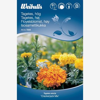 Tagetes, hög Crackerjack Mix