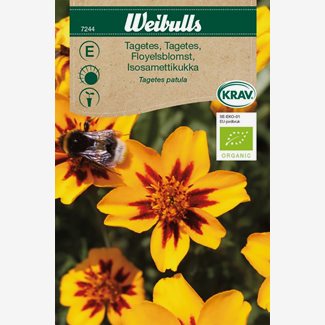 Tagetes, låg småblommig - Krav