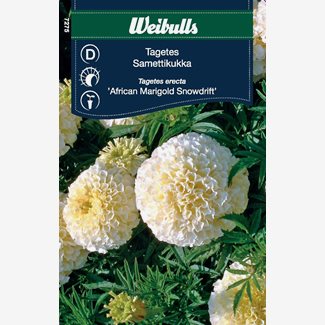 Tagetes, Snowdrift