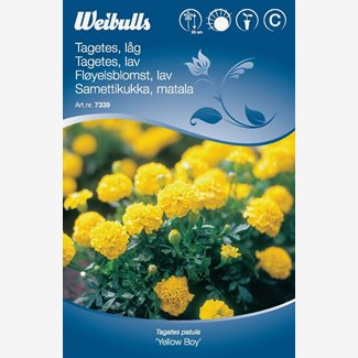 Tagetes, låg Yellow boy