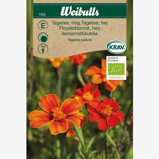 Tagetes, hög - Krav