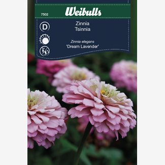 Zinnia, Dream lavender