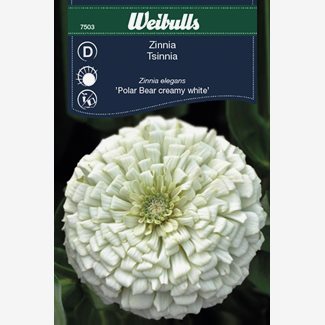 Zinnia, Polar Bear creamy white