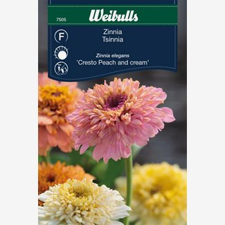 Zinnia, Peach and cream