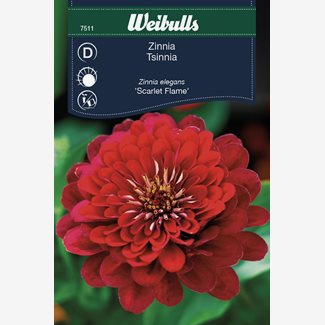 Zinnia, Scarlet Flame