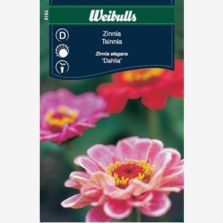 Zinnia, Dahliablommande