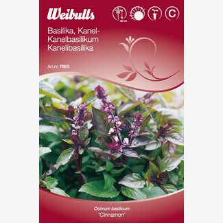 Basilika, kanel, Cinnamon