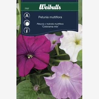 Petunia Colorama mix