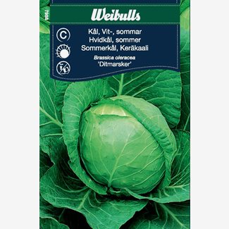 Kål, huvud vit sommar