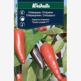 Chilipeppar, Gusto purple F1