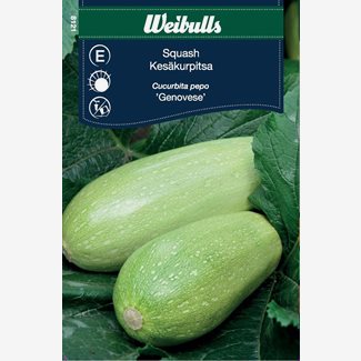 Squash ´Genovese´