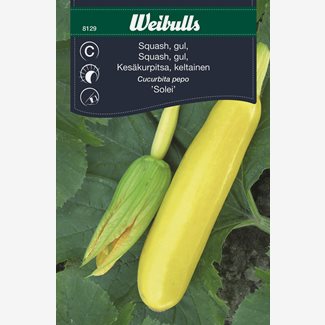 Squash, gul Solei