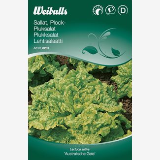 Sallat, plock, Australische Gele